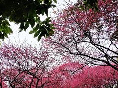 -重庆彩云湖湿地公园