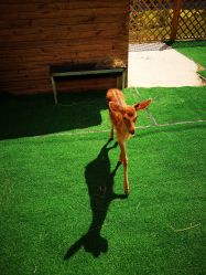 -萌宠亲子动物乐园(槐房万达店)