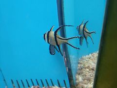 -北戴河圣蓝海洋公园