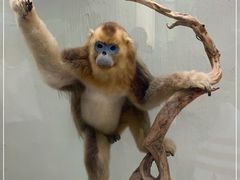 -国家自然博物馆