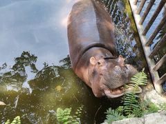 -海南热带野生动植物园