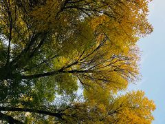 -三里屯东五街银杏大道