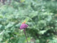 -峡谷浮石林景区