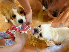 -more than meow吴止猫主题餐厅(承德 中船汇店)