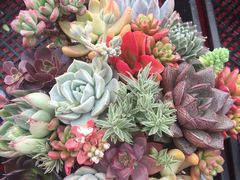 -龙大花卉苗木市场