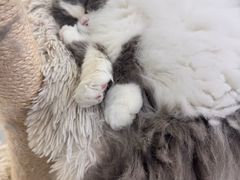 -爱洗澡的猫(天河路店)