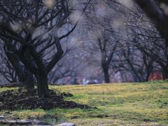 -香雪海
