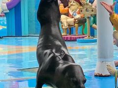 -海合安成都极地海洋公园
