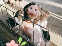 -前小桔亲子创意农场·草莓采摘·露营烧烤