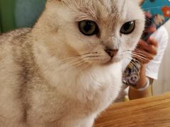 -猫小院猫主题咖啡厅(北锣店)