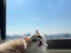 -欣宠猫屋·矮脚拿破仑·蓝金金渐层