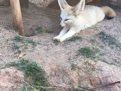 -灵玲国际马戏城