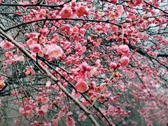 -桃花岭景区