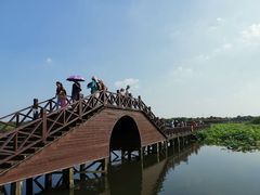 -荷塘月色湿地公园·向阳花洲