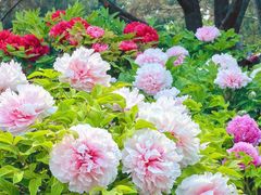 -莲花池公园