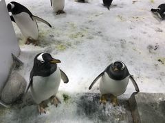 -大连圣亚海洋世界
