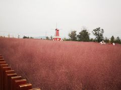 -羊亭河湿地公园