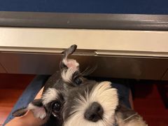 -翊宠yipet猫狗购宠庄园犬舍•猫舍