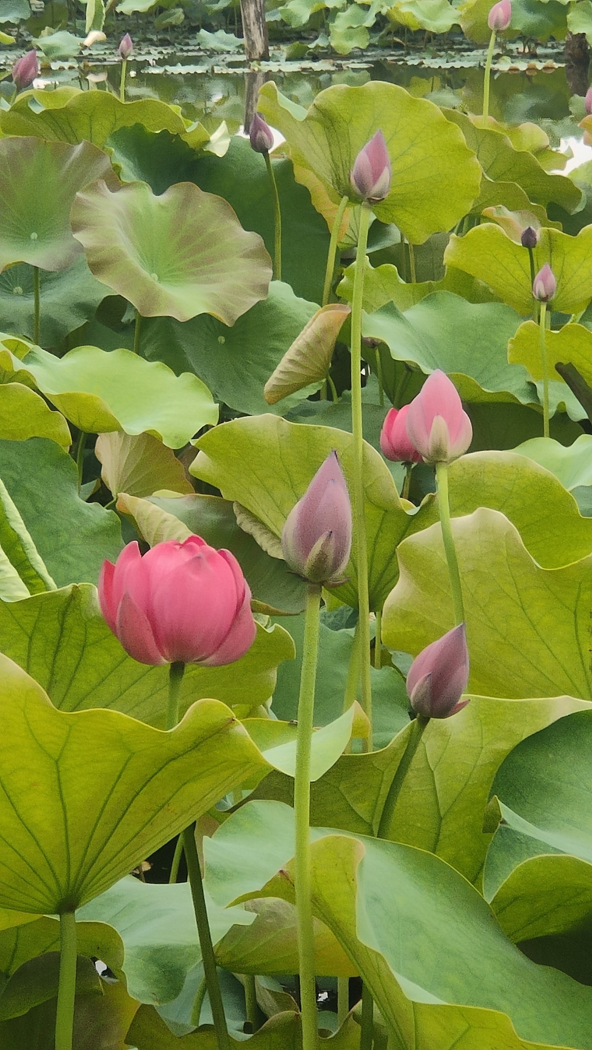 萧山湘湖花海图片