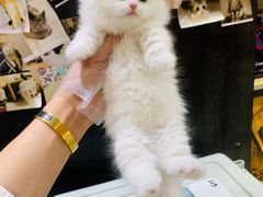 -欣宠猫屋·矮脚拿破仑·蓝金金渐层