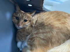 -纳吉亚猫专科动物诊疗中心(蒋宅口分院)