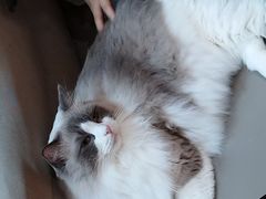 -MOCHA明星猫咖(田子坊店)