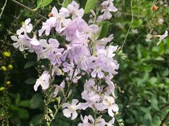 -怀托摩萤火虫洞