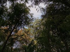 -高子水居