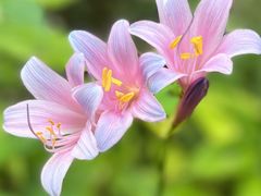 -杭州植物园