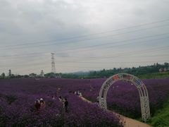 -紫颐香薰山谷景区
