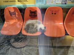 -猫咪博物馆(顶澳仔猫街店)