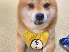 -逗柴咖啡屋·狗咖猫咖宠物桌游
