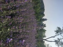 iphone_upload_pic-永定河休闲森林公园