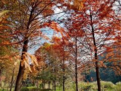 -广州市石门国家森林公园