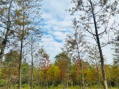 -江西景德镇玉田湖国家湿地公园