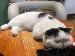 -藏猫猫咖啡主题馆(中央大道店)