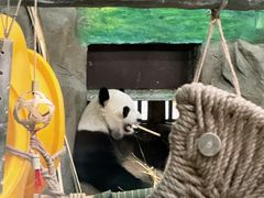 -灵玲国际马戏城