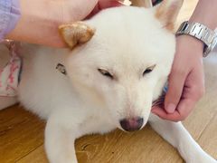 -柴犬小屋·柴餐厅·狗咖食堂(金鼎广场店)