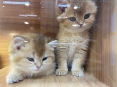 -猫十亿·布偶金渐层·曼基康矮脚猫舍(青年路店)