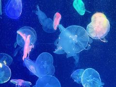 -海合安成都极地海洋公园