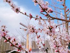 -永定河休闲森林公园