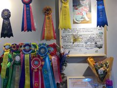 -猫十亿·布偶金渐层·曼基康矮脚猫舍(青年路店)