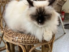 -共舞时光猫咖·狗咖(新街口店)