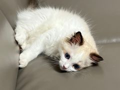 -东方名猫馆·英短金渐层布偶猫舍(环线广场1号楼店)