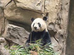 -成都动物园