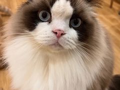-滚猫咖啡·猫咖·猫友好撸猫(未来城店)