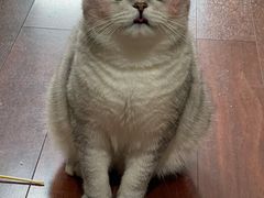 -关爱宠物医院·猫科中心·消化科(滨湖万达分院)