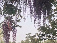 -嘉定紫藤园