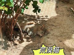 -青藏高原野生动物园