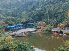 -西双版纳原始森林公园